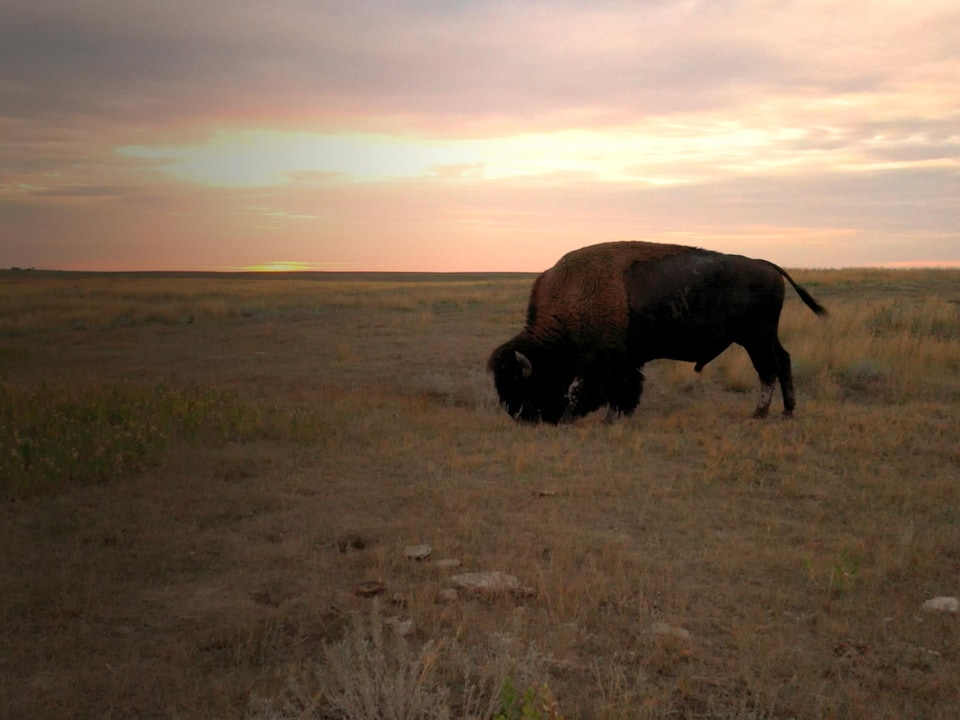 Les Wigness font l’élevage du bison, une espèce essentielle pour la sauvegarde de l’écosystème des prairies.