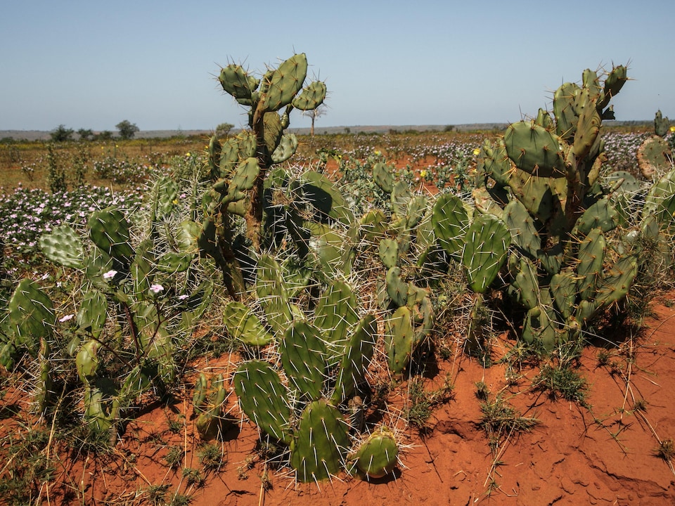 Des cactus dans une plaine aride.
