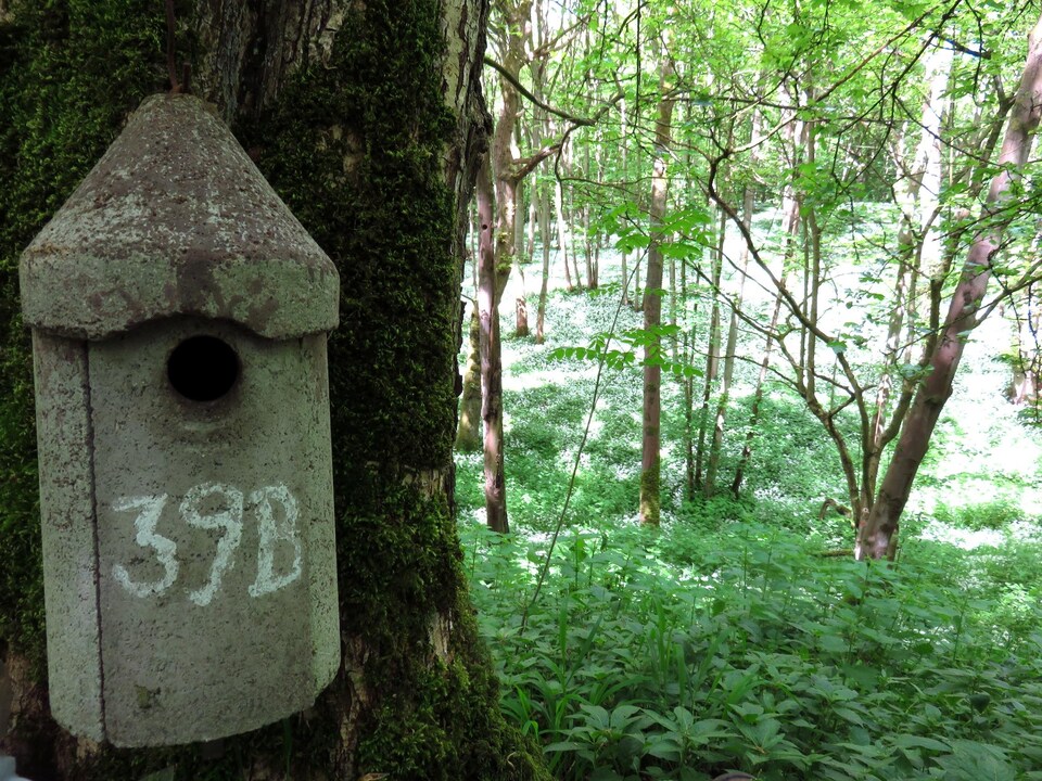 Un nichoir de la forêt de Wytham .                    