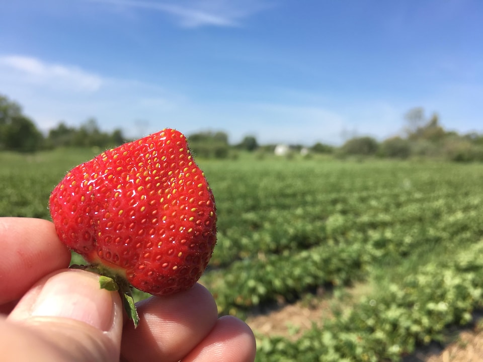 Gros plan sur une fraise avec un champ de fraises en arrière plan