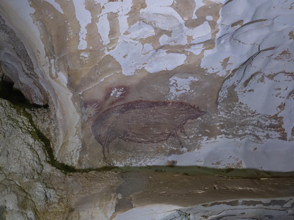 Image montrant un sanglier sur la paroi d’une grotte.