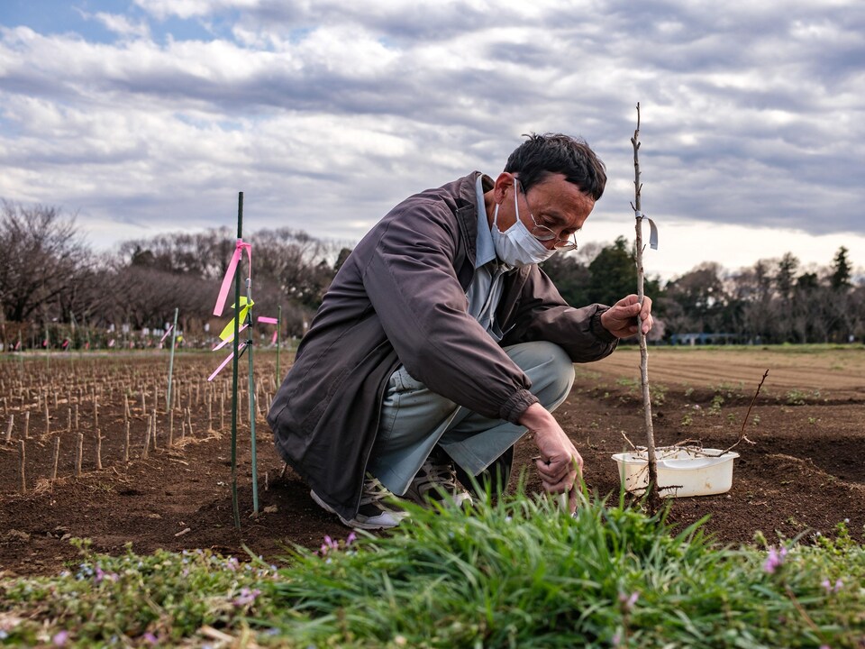 Squatting on his field of cherry trees, Hideaki Tanaka digs the ground.