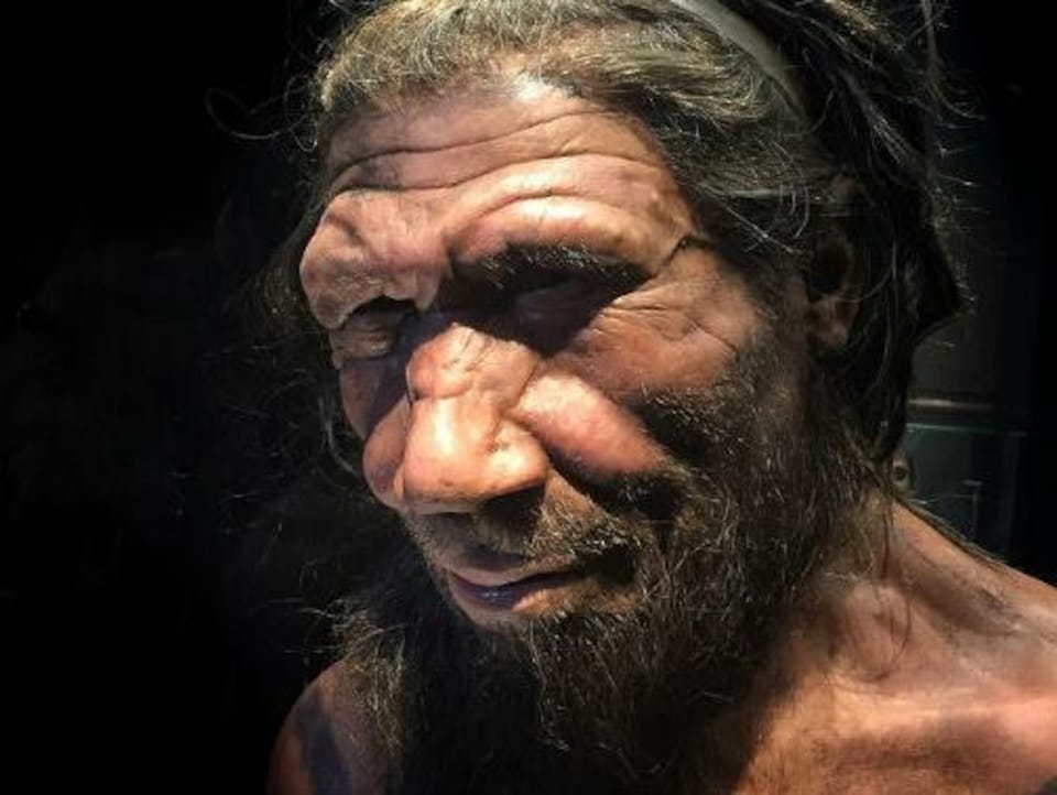 Reconstitution d'un homme de Néandertal,
