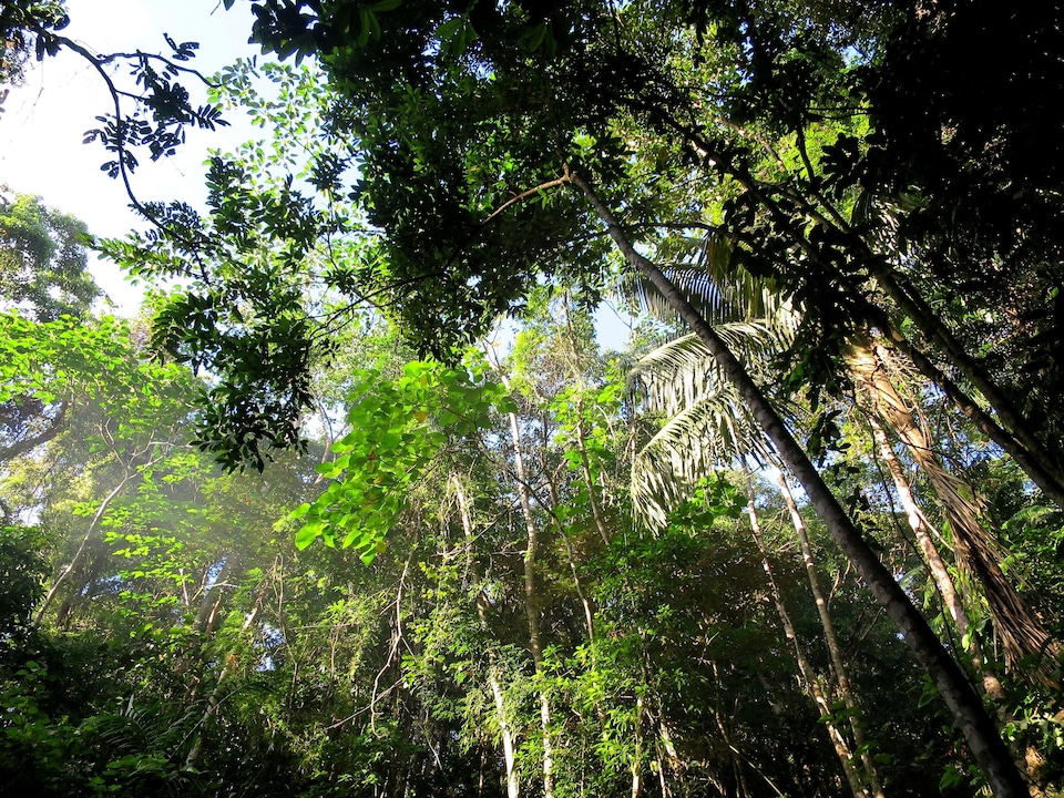 Vue de la canopée d'une forêt tropicale, en contre-plongée.