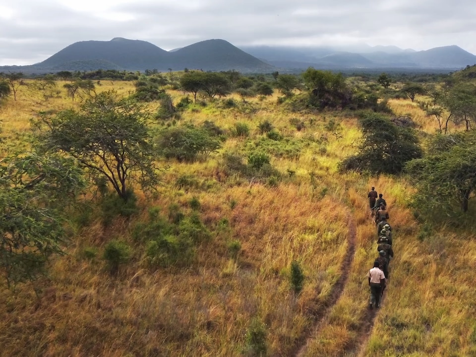 Des marcheurs se suivent dans la savane.