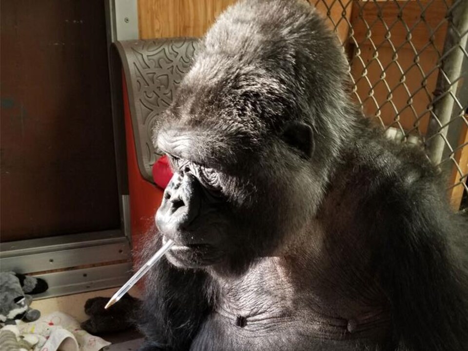 Koko avec un crayon dans la bouche. 