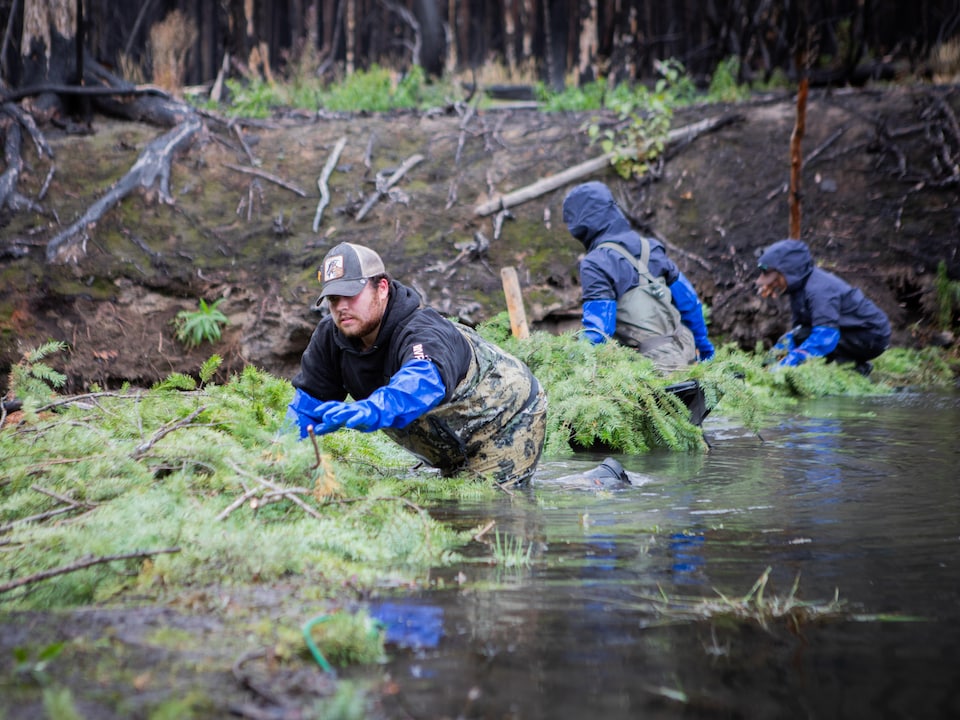Des personnes construisent un barrage de castor dans un le ruisseau Twaal, en Colombie-Britannique, en octobre 2025.