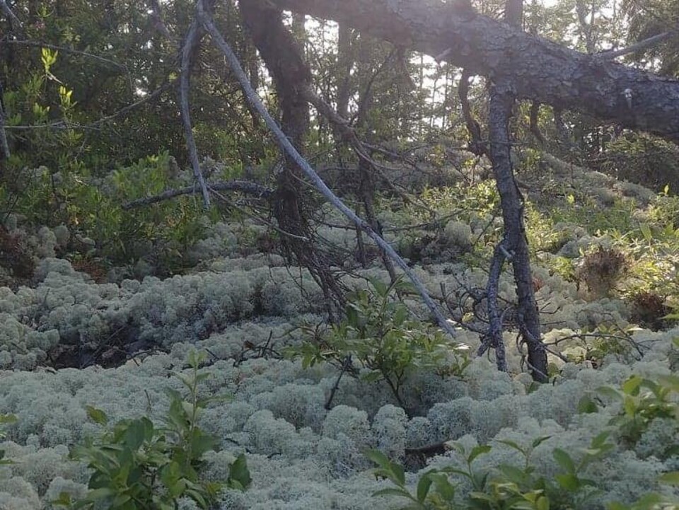Un tapis de lichen dans la forêt