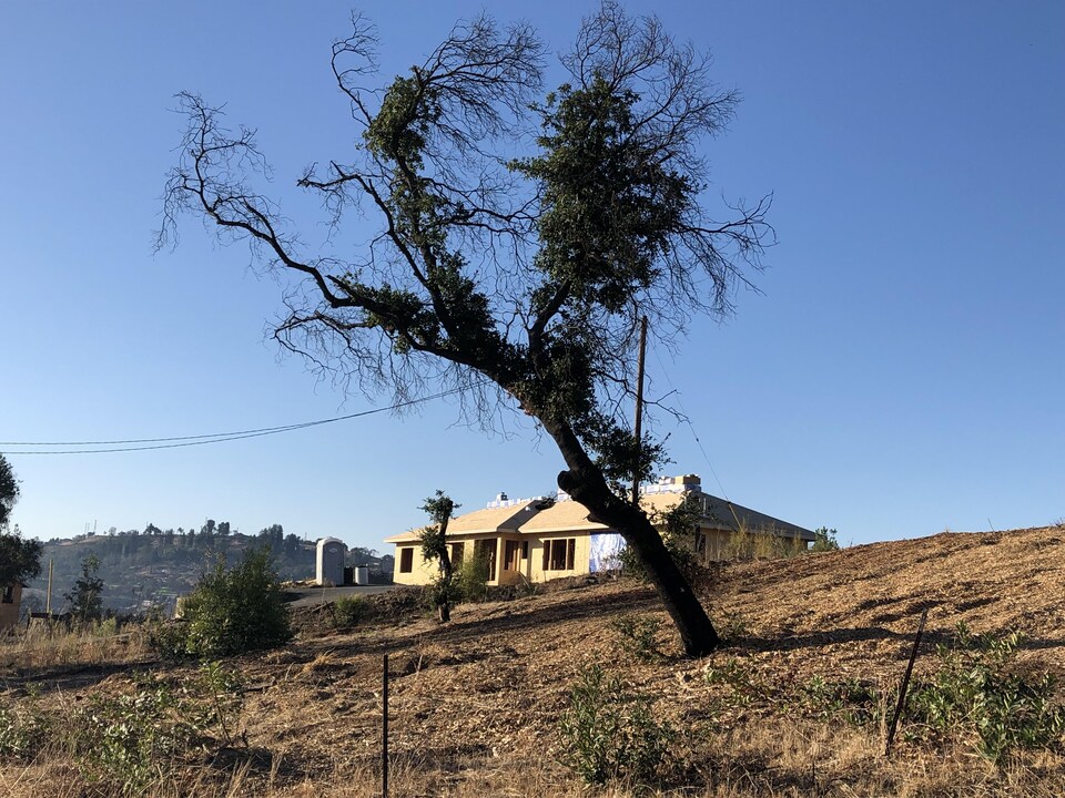 Un arbre devant une maison en construction, qui occupe un terrain vide.
