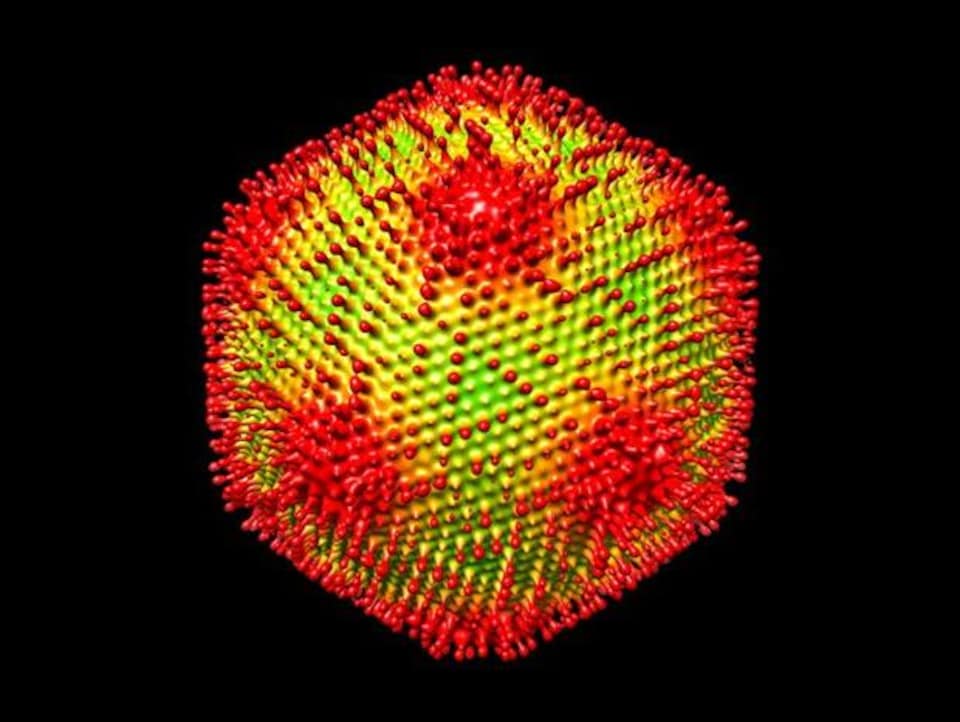 On voit une reconstruction en 3D du Médusavirus.