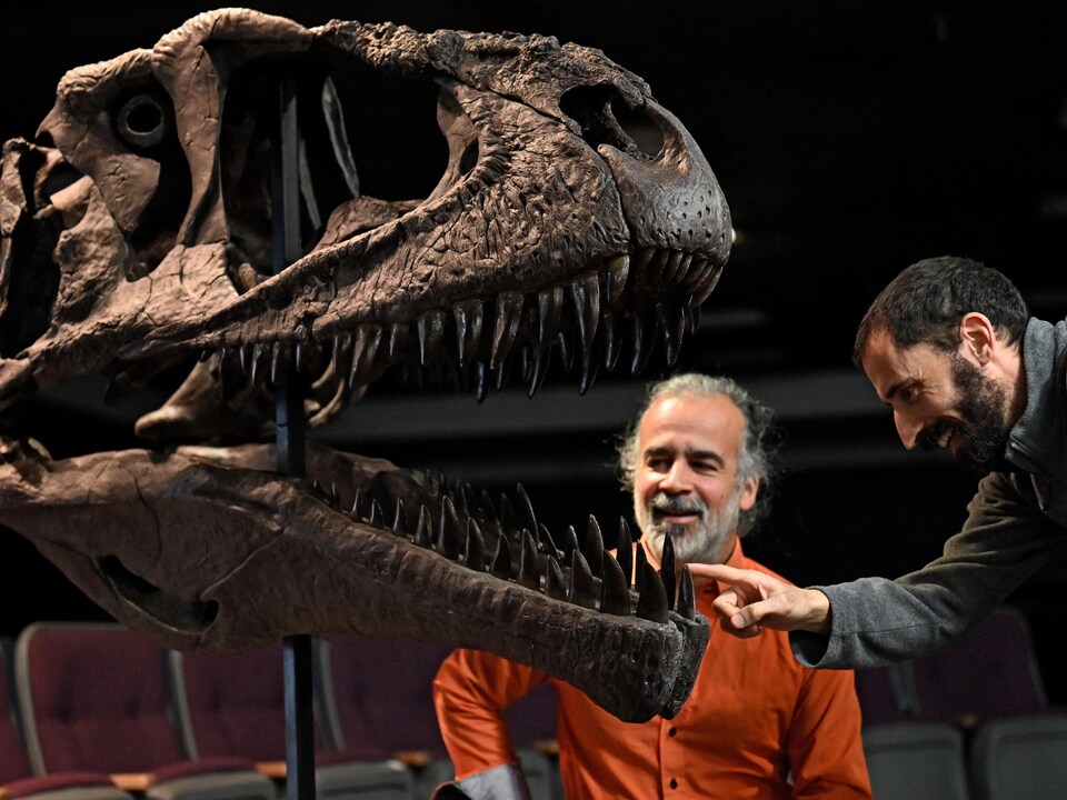 Deux paléontologues analysent la dentition d'un fossile de dinosaure.