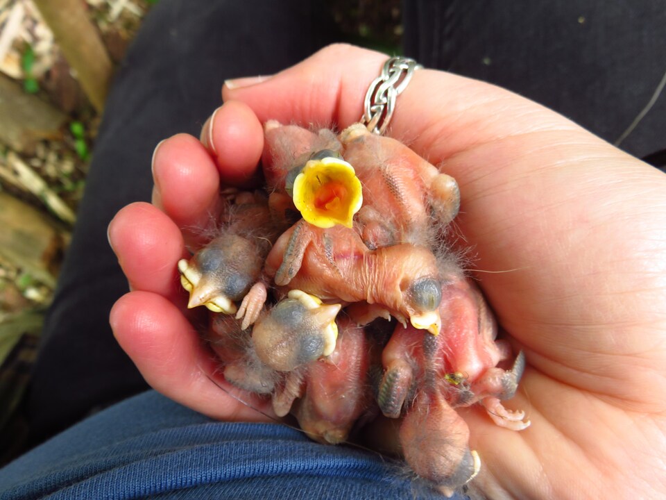 A brood of chicks from a great tite in the hands of a biologist.
