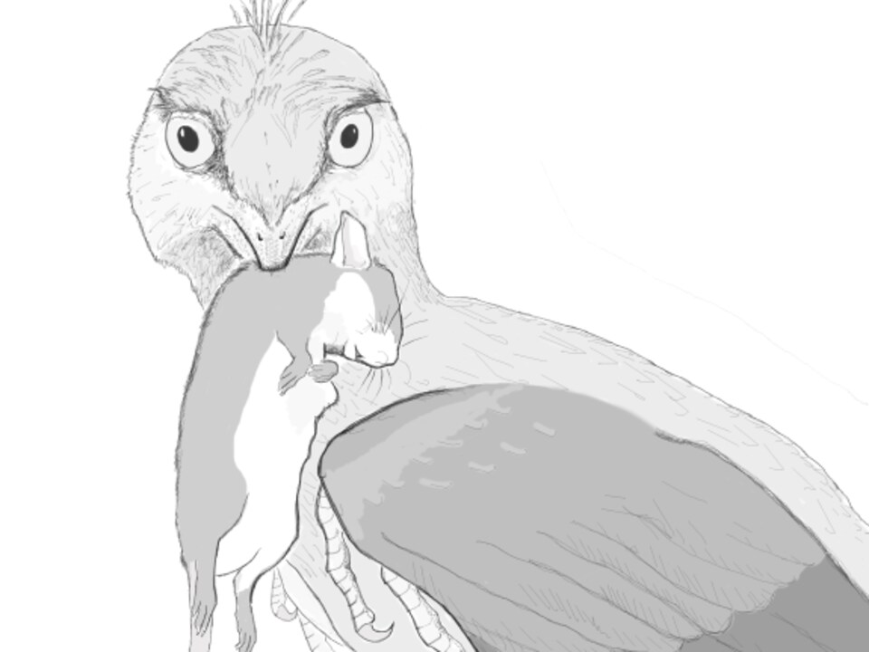 Reconstitution de la vie de Microraptor mangeant un petit mammifère.