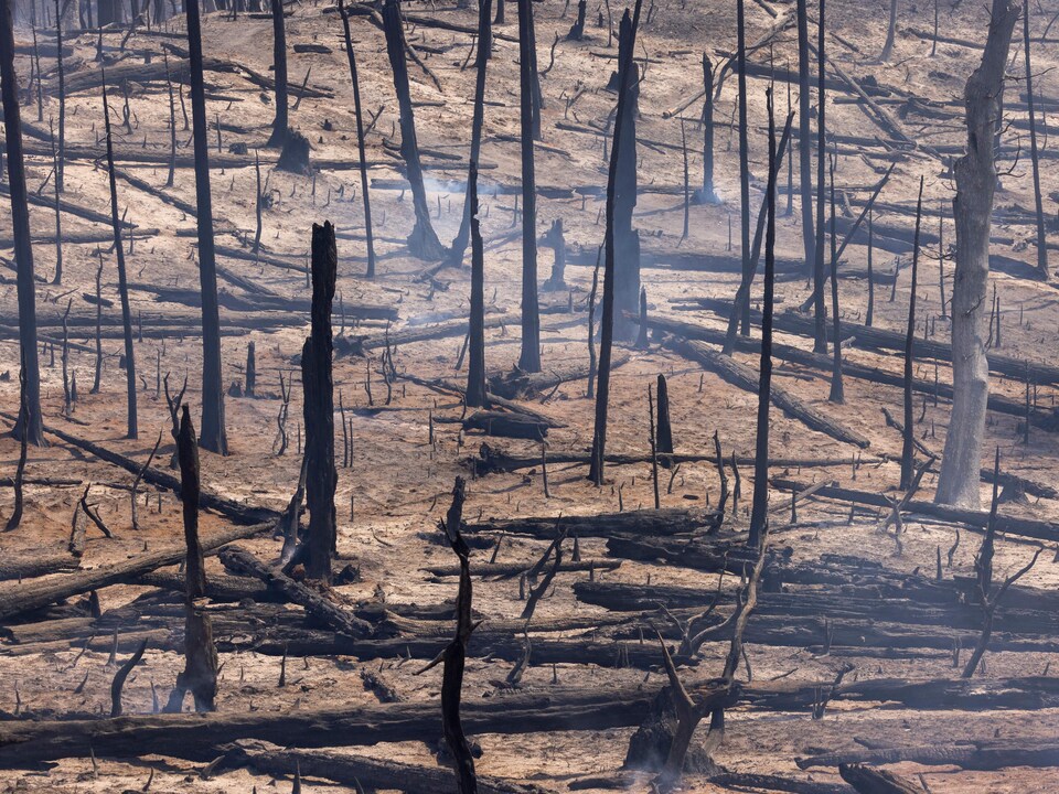 Des arbres brûlés dans le comté de Mariposa, en Californie.