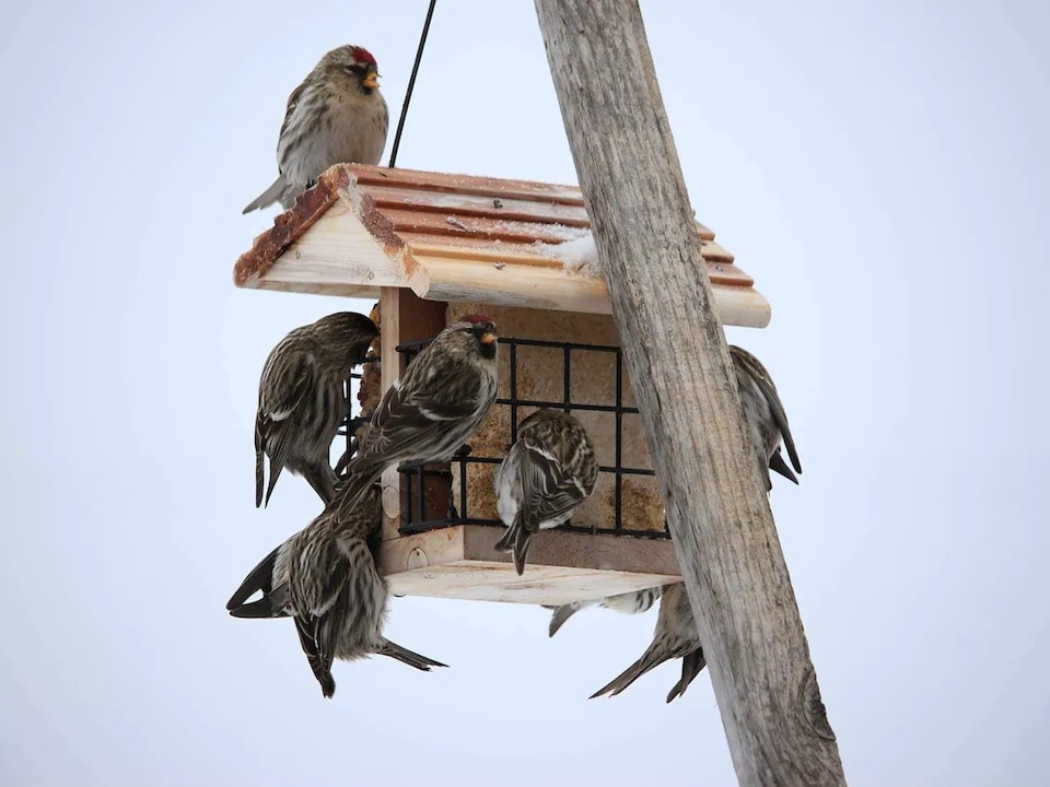 Une mangeoire dans un arbre avec des oiseaux.