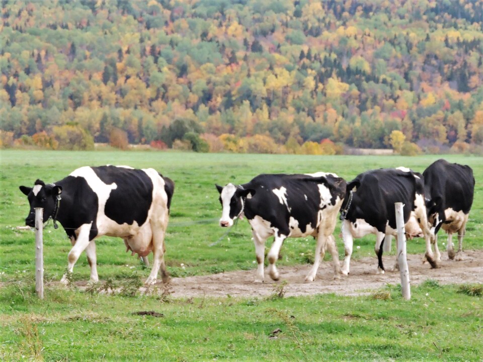 Le Retour Des Vaches Au Paturage Serait Benefique Pour Leur Sante Radio Canada Ca