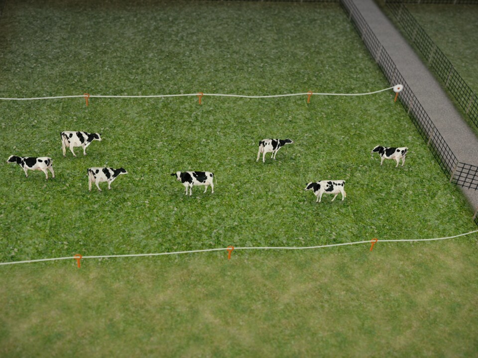 Des vaches dans un champ délimité par des clôtures.