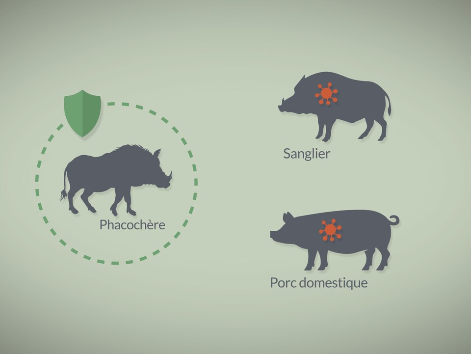Illustration montrant un phacochère, un sanglier et un porc domestique.