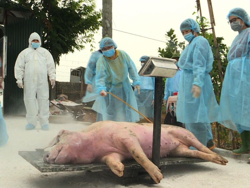 Un porc mort sur une balance, aspergé d'un liquide par des responsables sanitaires en combinaison.