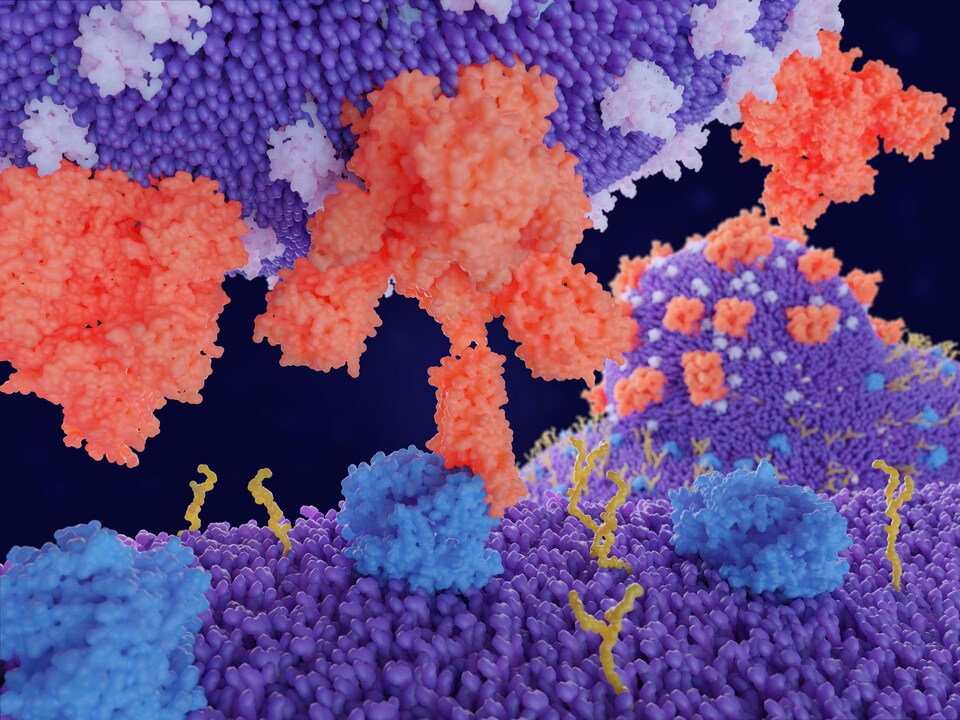 https://images.radio-canada.ca/q_auto,w_960/v1/ici-info/4x3/proteine-s-spike-coronavirus-cellule-ace2-covid.jpg