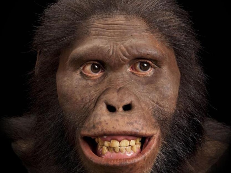Reconstitution de la tête d'un Australopithecus africanus. 