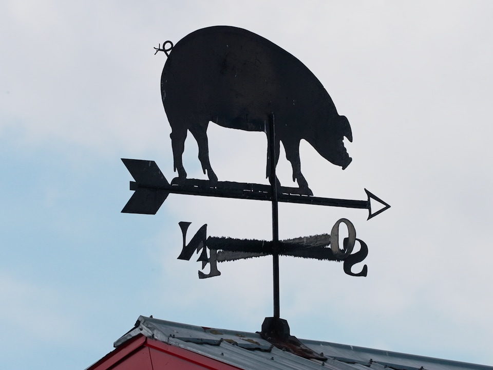 Une girouette à l'effigie d'un porc.