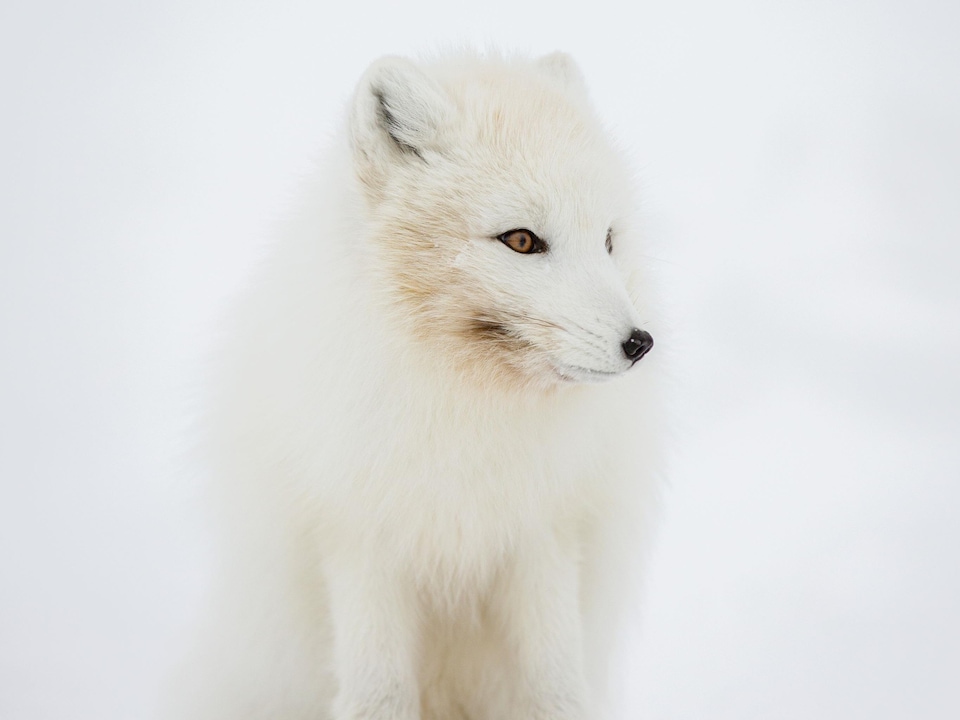 The arctic fox sits in the snow.