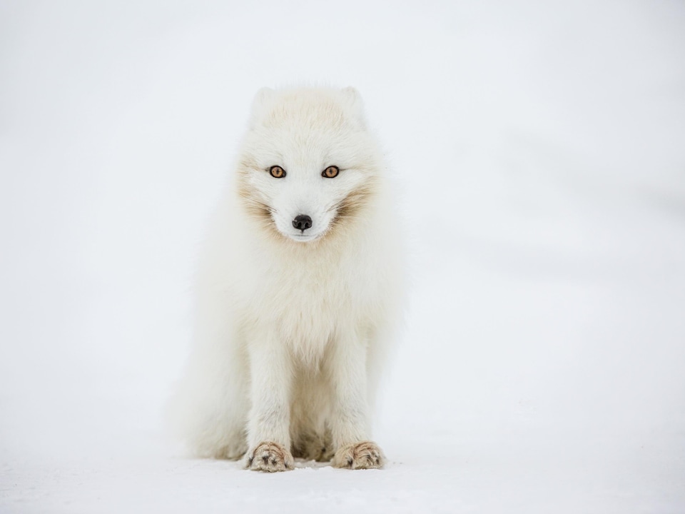 Le renard arctique est assis dans la neige et regarde en direction de la photogropahe.