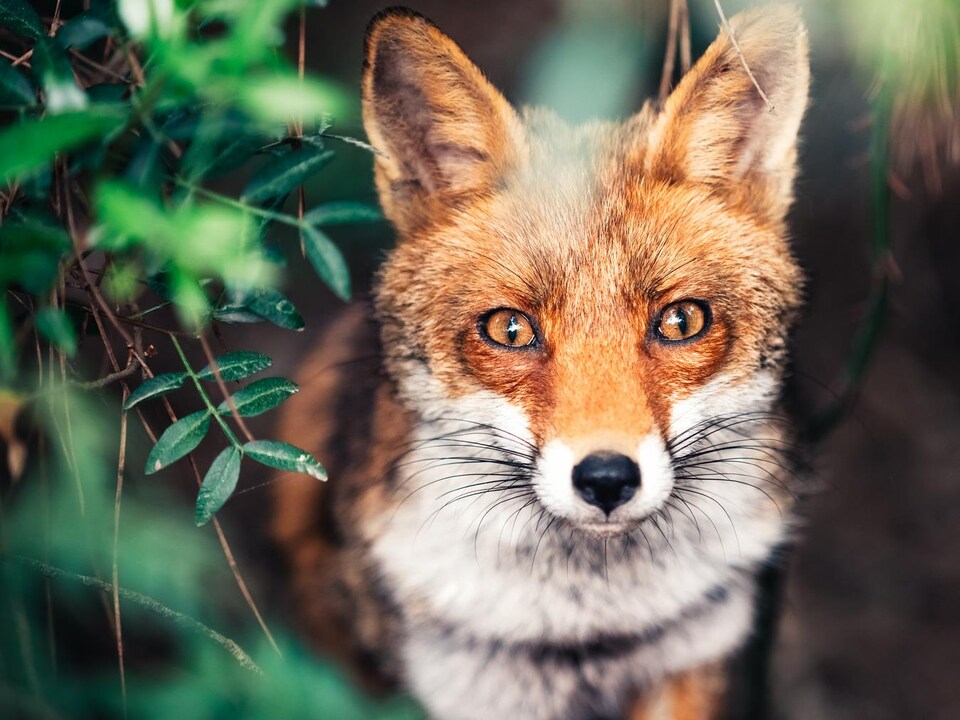 Un renard.