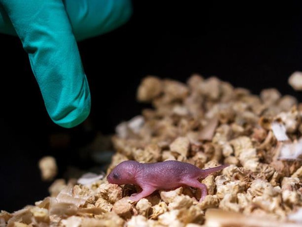 Un bébé souris né de deux pères biologiques.