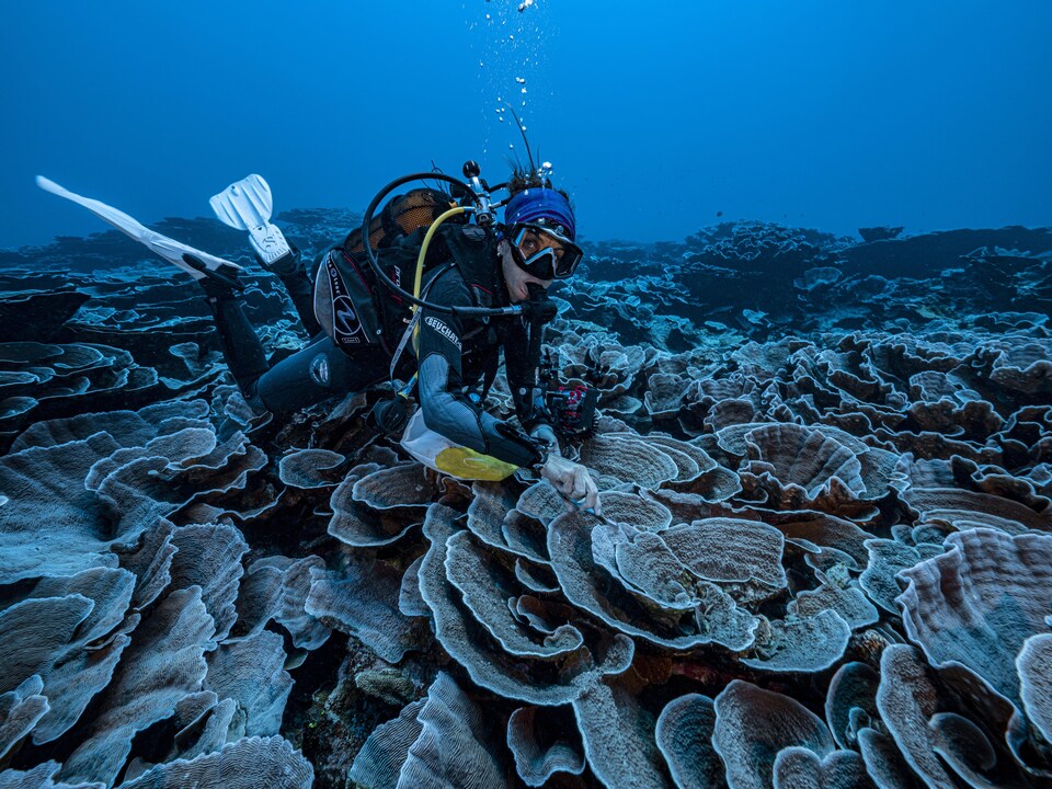 Un scientifique français explore les coraux dans les eaux au large de Tahiti, en Polynésie française.