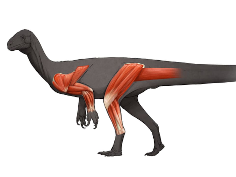 Illustration montrant la musculature des membres d'un Thecodontosaurus antiquus.