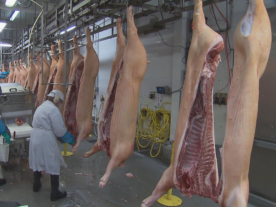 Des employés de l'usine d'Olymel, à Yamachiche, travaillent sur des carcasses de porcs.