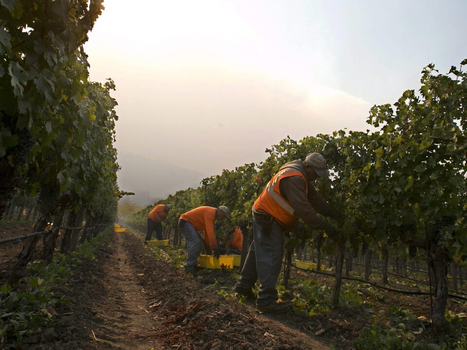 Des travailleurs récoltent les raisins d'un vignoble.