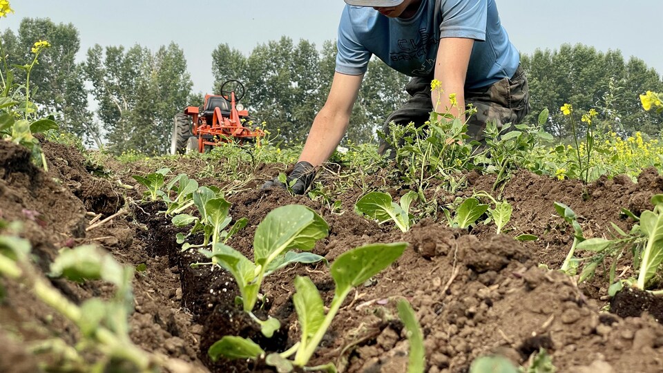 Un employé arrache les mauvais herbes d'un jardin.