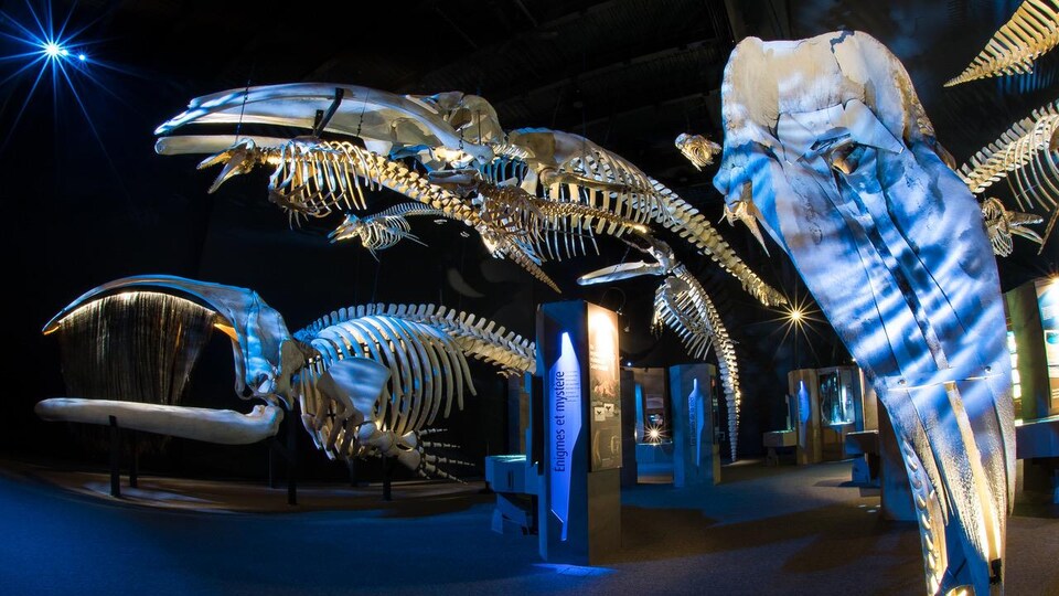 Des squelettes de baleines.