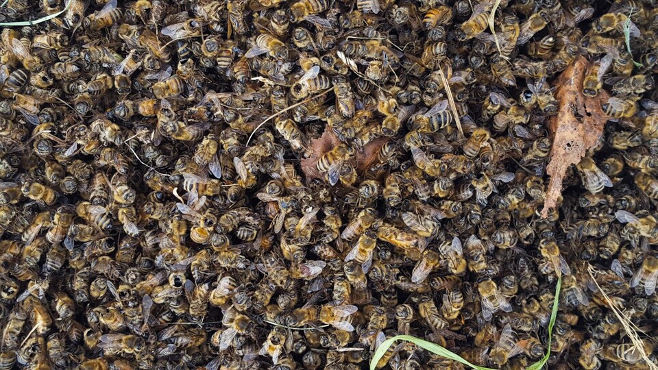 La chaleur de l'automne a pu chambouler la préparation hivernale des colonies d'abeilles. 
