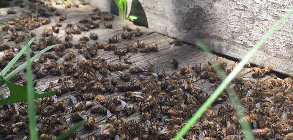 Les apiculteurs de MartinGill Bees, à Saint-Anicet en Montérégie, ont constaté de nombreux décès d'abeilles ce printemps. Ils accusent les pesticides néonicotinoïdes. Des tests en laboratoire devront le prouver.