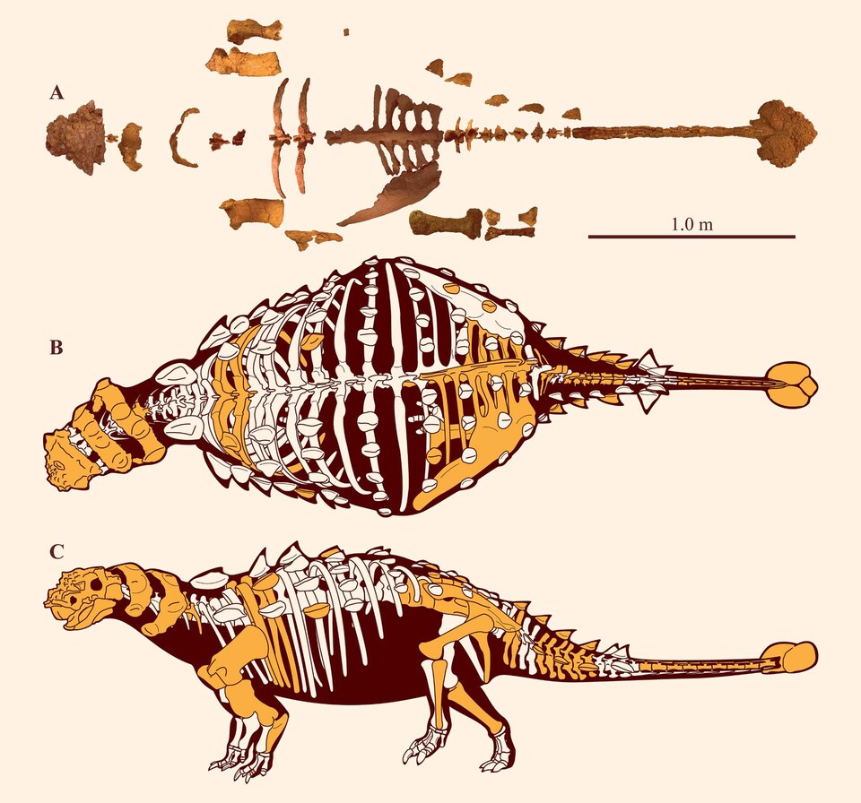 Reconstruction d'un squelette d'Akainacephalus johnsoni. Les fossiles trouvés apparaissent en jaune.