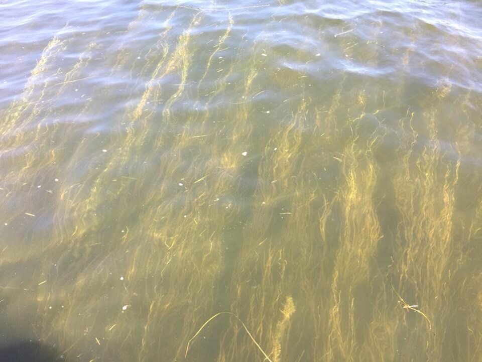 Des algues dans le fleuve Saint-Laurent