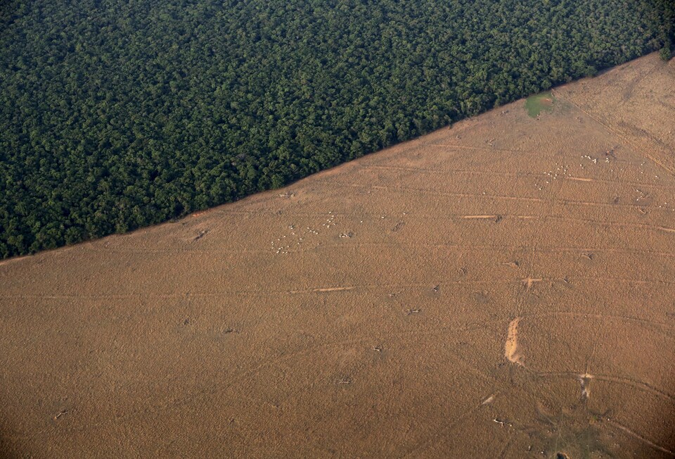 Vu aérienne d'un troupeau de zébu dans un espace défriché de la forêt amazonienne, au Brésil.