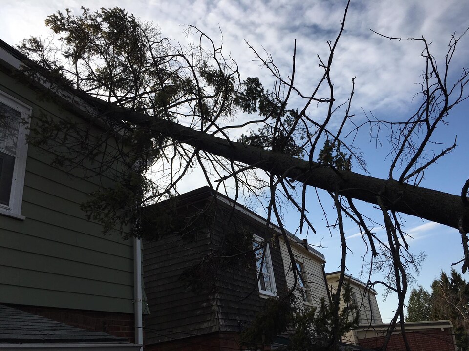 Un arbre tombé sur le toit d'une maison près de Donland et Danforth dans l'est de Toronto.