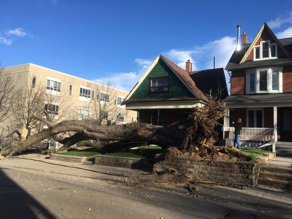 Un arbre déraciné devant une maison