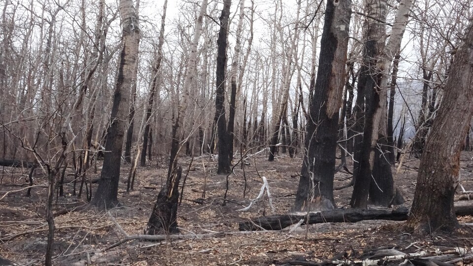 Des arbres brûlés.