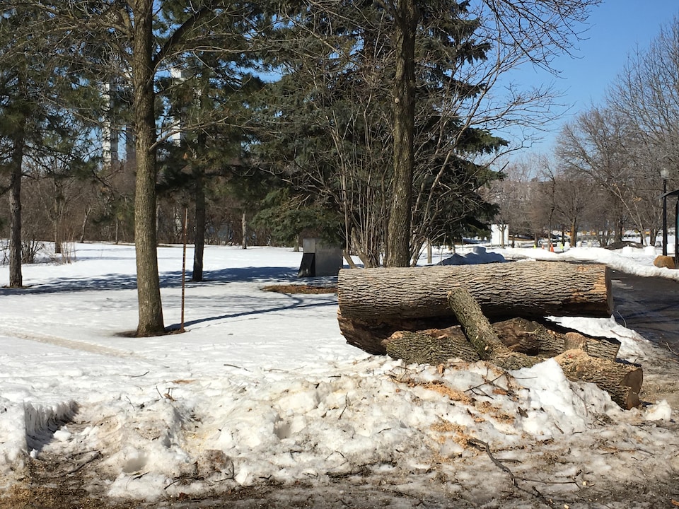 Un millier d'arbres ont été abattus au parc Jean-Drapeau.