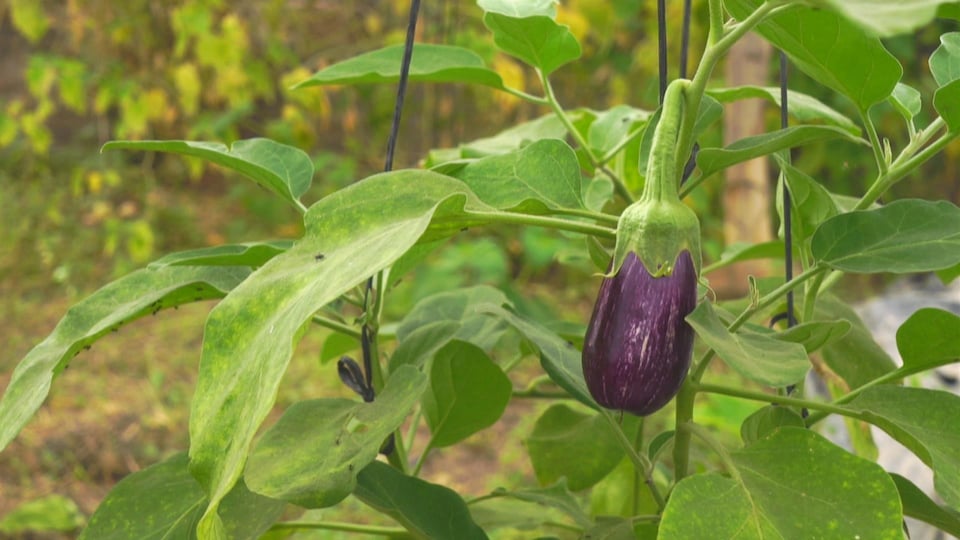 Une aubergine pousse dans un champ