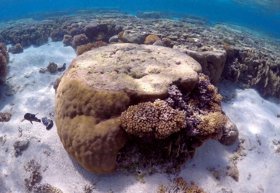 La Grande Barrière de corail australienne