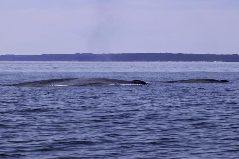 Un rorqual bleu et son baleineau dans l'estuaire du Saint-Laurent