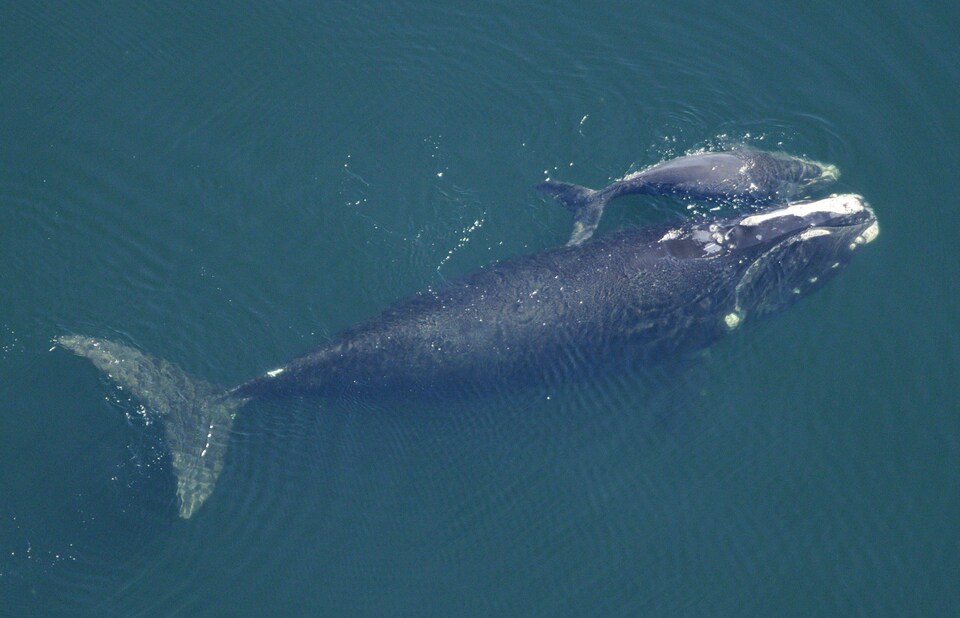 Une baleine noire femelle et son baleineau, dans l'océan Atlantique, au large de la frontière entre la Floride et la Georgie, en février 2009.