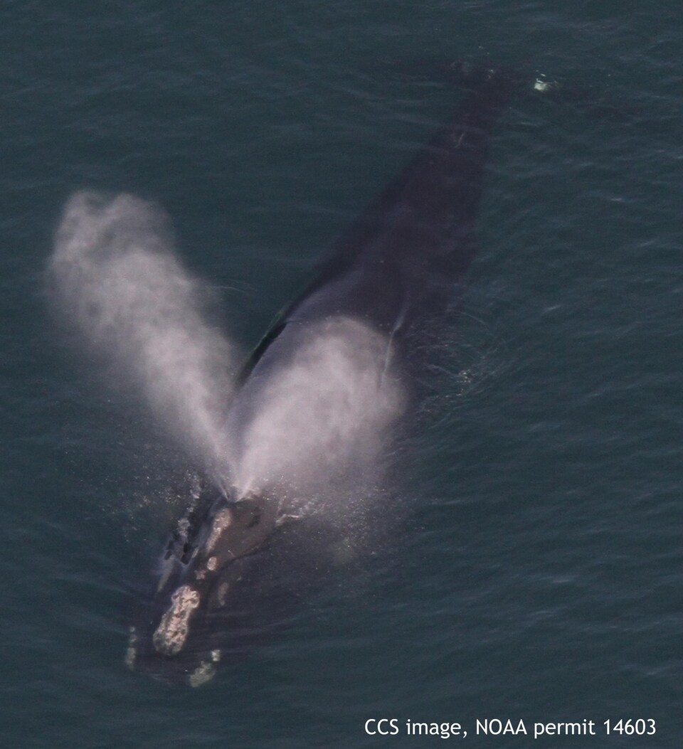 Une baleine noire